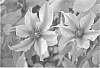 Clematis%20hybrida%20%27Cleminov%2029%27