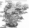 Hydrangea%20macrophylla%20%27Horheart%27