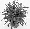 Dianthus%20caryophyllus%20%27Koes%27