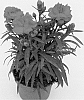 Dianthus%20caryophyllus%20%27Hilcati%27