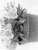 Alstroemeria%20hybrida%20%27Lucy%27