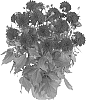 Dahlia%20variabilis%20%27Fidahhypdanight%27