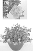 Geranium%20hybrid%20%27Blushing%20Turtle%27