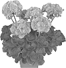 Pelargonium%20zonale%20%27Duevisalpi%27