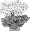 Pelargonium%20zonale%20%27Duevisalen%27