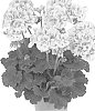 Pelargonium%20zonale%20%27Duevisoftpi%27