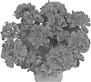 Pelargonium%20peltatum%20%27Dueatrevel%27
