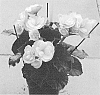 Begonia%20x%20hiemalis%20%27BBDRASUN%27