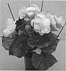 Begonia%20x%20hiemalis%20%27BBDRAWHIBLU%27