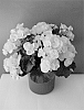 Begonia%20x%20hiemalis%20%27Rebecca%27