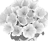 Petunia%20x%20hybrida%20%27Duepotyel%27
