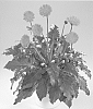 Gerbera%20hybrida%20%27Lilian%27