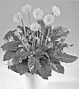 Gerbera%20hybrida%20%27Summer%27