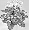 Gerbera%20hybrida%20%27Piroska%27