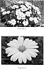 Osteospermum%20ecklonis%20%27Tra%20Whit%27