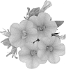 Calibrachoa%20sp.%20%27Duealapri%27