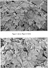 Heucherella%20hybrid%20%27Redstone%20Falls%27