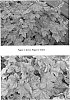 Heucherella%20hybrid%20%27Redstone%20Falls%27