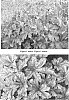 Heucherella%20hybrid%20%27Gunsmoke%27