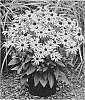 Rudbeckia%20fulgida%20%27Little%20Goldstar%27