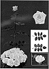 Rosa%20hybrida%20%27Esm%20Tecno%27