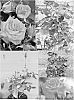 Rosa%20hybrida%20%27BENseis%27
