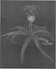 Ananas%20comosus%20%27Duranas%27