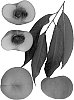 Prunus%20persica%20%27Sauzee%20Lady%27