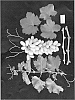 Vitis%20vinifera%20%27ARRAFIFTEEN%27