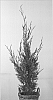 Cupressocyparis%20leylandii%20%27Green%20Rocket%27