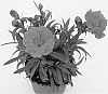 Dianthus%20caryophyllus%20%27Hilreal%27