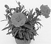 Dianthus%20caryophyllus%20%27Hilreal%27