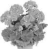 Pelargonium%20zonale%20%27Duesabu%27