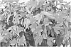 Begonia%20boliviensis%20%27YASPED%27