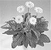Gerbera%20hybrida%20%27Garcrista%27