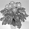 Gerbera%20hybrida%20%27Garcindy%27
