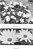 Osteospermum%20ecklonis%20%27Tra%20Yel%27