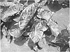 Colocasia%20esculenta%20%27KONA%20COFFEE%27