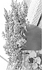 Angelonia%20angustifolia%20%27Cas%20Raspry%27