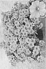 Calibrachoa%20hybrida%20%27Cal%20Roosall%27