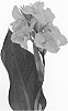 Canna%20x%20generalis%20%27Orange%20Chocolate%27