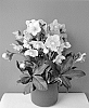 Helleborus%20niger%20x%20Helleborus%20lividus%20%27COSEH%20800%27
