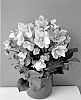 Helleborus%20niger%20x%20Helleborus%20x%20sternii%20%27COSEH%20780%27