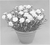 Dianthus%20plant%20named%20%27WP10%20ELE04%27