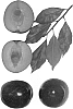 Interspecific%20Prunus%20species%20%27Fall%20Fiesta%27