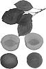 Interspecific%20Prunus%20species%20%27Bella%20Rose%27