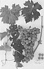 Vitis%20vinifera%20%27Sugrathirtyeight%27