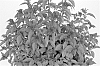Spiraea%20x%20bumalda%20%27Denistar%27
