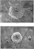 Geum%20hybrid%20%27Mai%20Tai%27