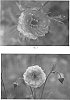 Geum%20hybrid%20%27Mai%20Tai%27